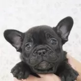 フレンチブルドッグ