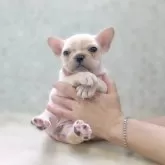 フレンチブルドッグ