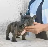 フレンチブルドッグ