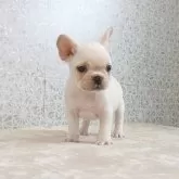 フレンチブルドッグ