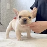 フレンチブルドッグ