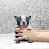 ボストンテリア