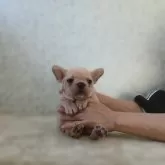 フレンチブルドッグ