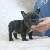 フレンチブルドッグ
