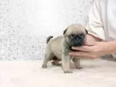パグ【埼玉県・男の子・2025年9月7日・フォーン】の写真6