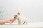 フレンチブルドッグ【埼玉県・男の子・2024年10月18日・クリーム】の写真8