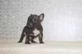 フレンチブルドッグ【埼玉県・男の子・2024年10月24日・ブリンドル】の写真4