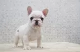 フレンチブルドッグ【埼玉県・男の子・2025年10月7日・クリーム】の写真5