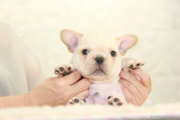 ID：2109-03748の子犬