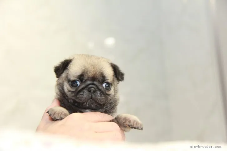 E.M 様のお迎えした子犬