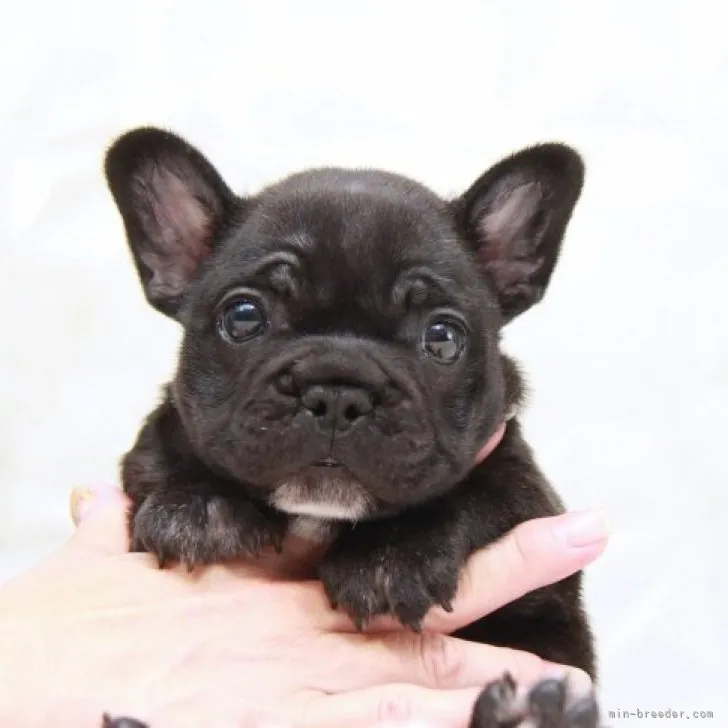 ID:2307-00415の子犬