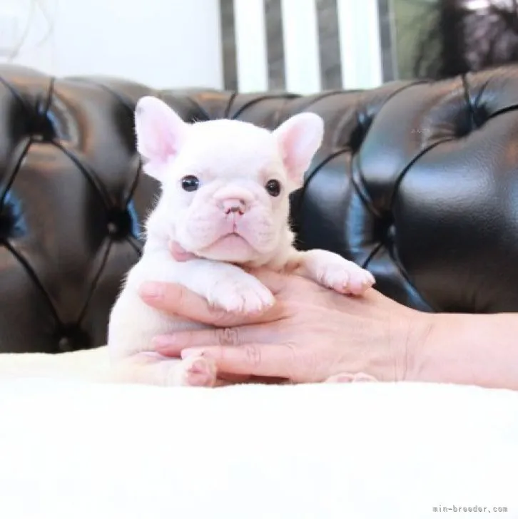 ID:2311-05270の子犬