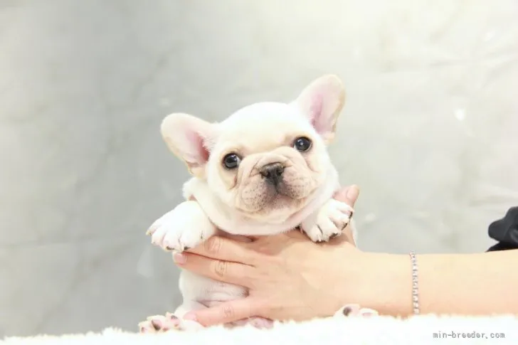 ID：2203-00889の子犬