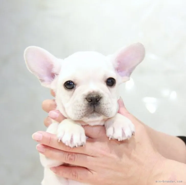 ID：2301-04238の子犬