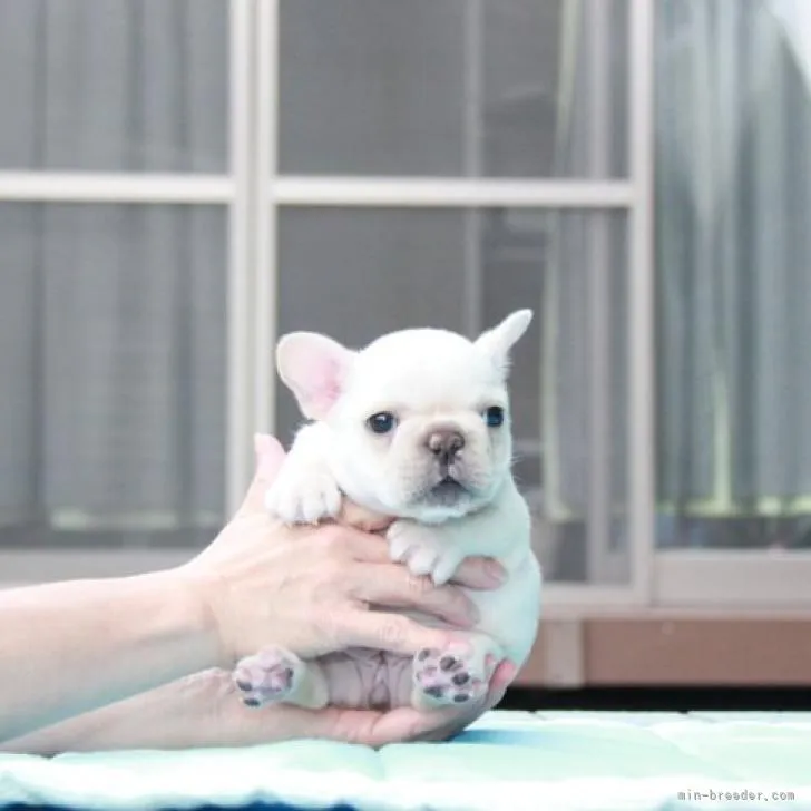 ID：2211-02515の子犬