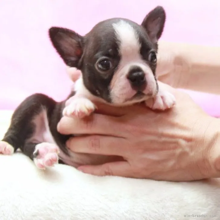 ID:2308-01966の子犬