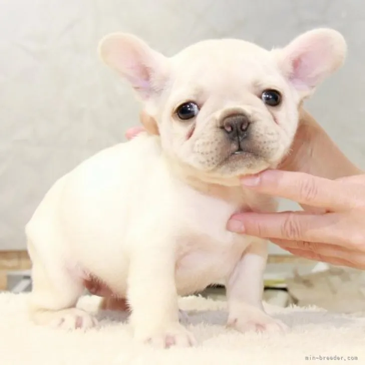 ID：2310-02612の子犬