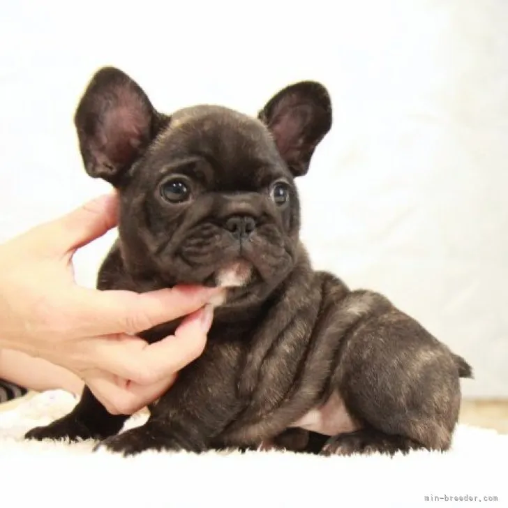 ID:2306-02210の子犬