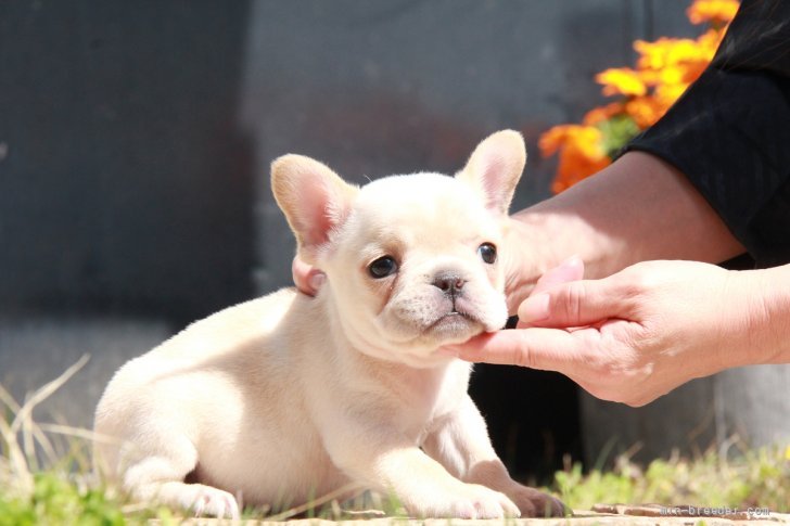 フレンチブルドッグ【・女の子・2020年3月17日・クリーム】「コナちゃんが赤ちゃんの時の写真です」