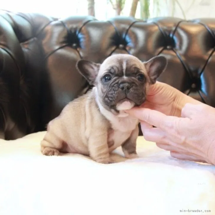 ID：2311-05269の子犬