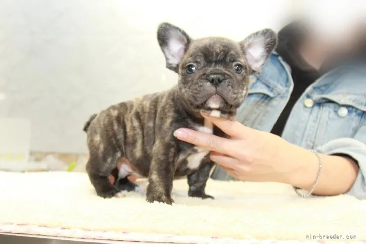 ID:2111-00492の子犬