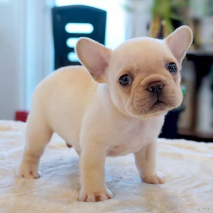 ID:2408-04623の子犬