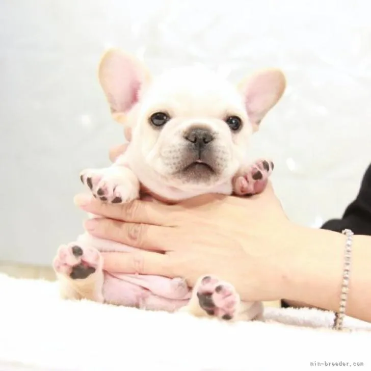 ID:2210-03777の子犬