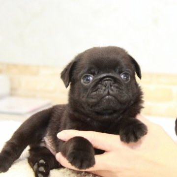 パグ【埼玉県・男の子・2023年5月12日・ブラック】の写真「ムチコロボディにくりくりお目目の男の子！」