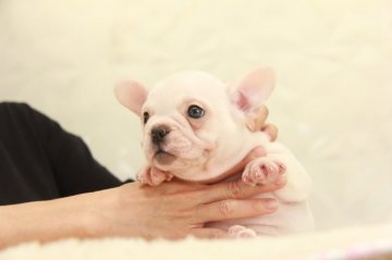 フレンチブルドッグ【埼玉県・男の子・2021年6月24日・クリーム】の写真「EXCELLENTパピー！」