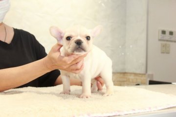 フレンチブルドッグ【埼玉県・女の子・2021年6月24日・クリーム】の写真「大人気のクリーム女子！」