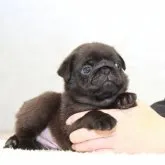 パグ【埼玉県・男の子・2023年5月12日・ブラック】の写真1