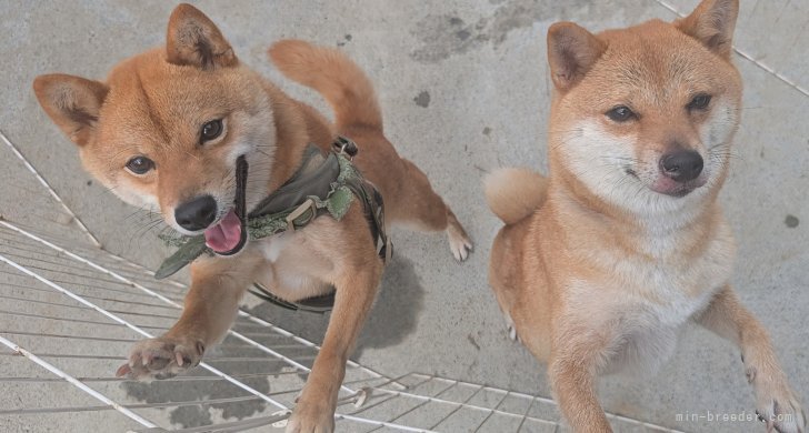 犬飼政人ブリーダーのブログ：あそびにきてくれました