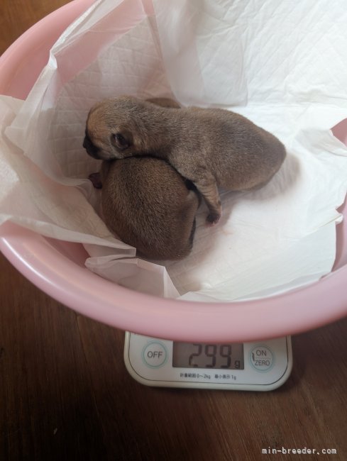 犬飼政人ブリーダーのブログ：可愛い豆柴