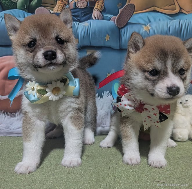 犬飼政人ブリーダーのブログ：可愛い豆柴