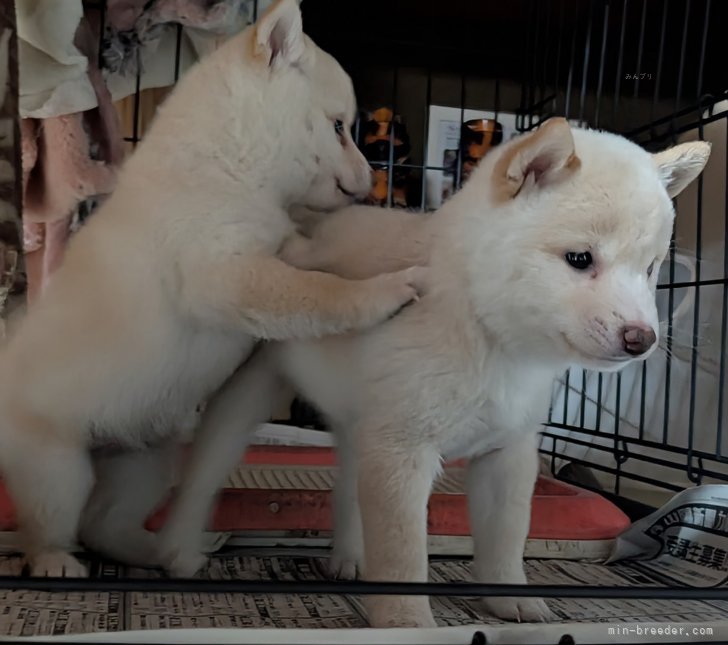 犬飼政人ブリーダーのブログ：新しい家族のもとへ