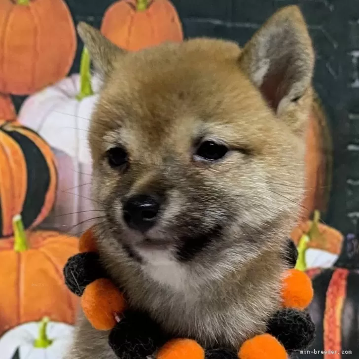 豆柴【岡山県・女の子・2025年8月28日・赤】可愛い4兄弟の豆柴ちゃん