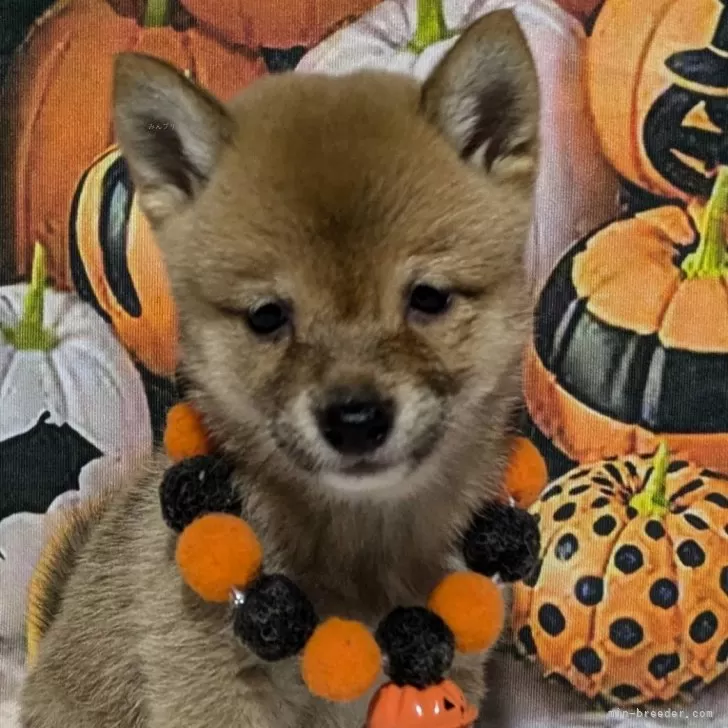 S.Y 様のお迎えした子犬