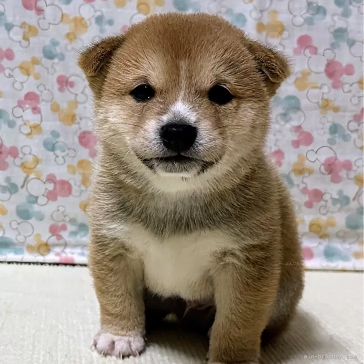 ID:2502-07053の子犬
