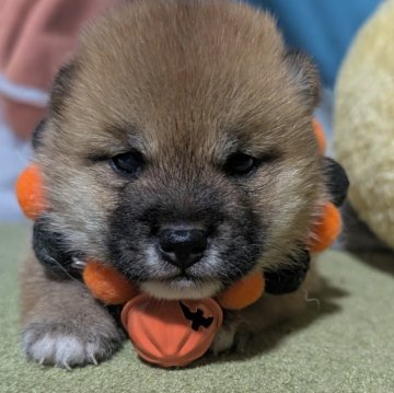 柴犬(豆柴)【岡山県・男の子・2025年9月5日・赤】の写真「出産ラッシュ15頭以上の豆柴と会える
見学会」