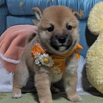 柴犬(豆柴)【岡山県・男の子・2025年8月11日・赤】の写真「両親共豆柴認定犬
両親共遺伝子検査クリア」