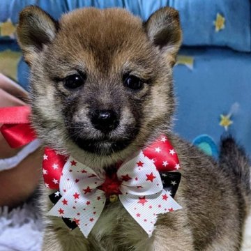 柴犬(豆柴)【岡山県・女の子・2025年7月5日・赤】の写真「可愛い4兄妹」