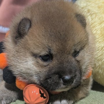 柴犬(豆柴)【岡山県・男の子・2025年9月5日・赤】の写真「出産ラッシュで、可愛い豆柴15匹以上勢揃い」