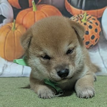柴犬(豆柴)【岡山県・男の子・2025年9月4日・赤】の写真「可愛いおっとりくんです」