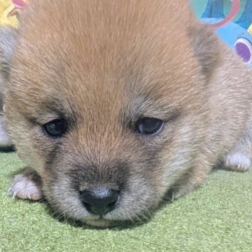 豆柴【岡山県・女の子・2025年7月26日・赤】の写真「可愛い豆柴ちゃんです」