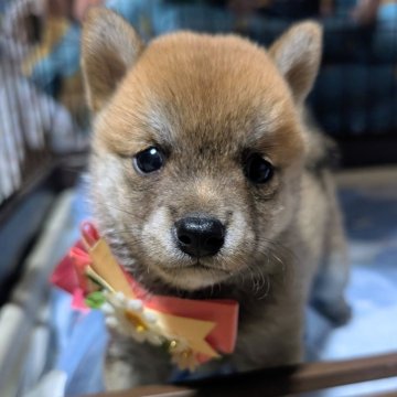 柴犬(豆柴)【岡山県・女の子・2025年7月3日・赤】の写真「可愛い小豆柴🥰誕生日160g」