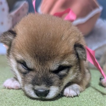 豆柴【岡山県・女の子・2025年7月26日・赤】の写真「可愛い豆柴ちゃんです」