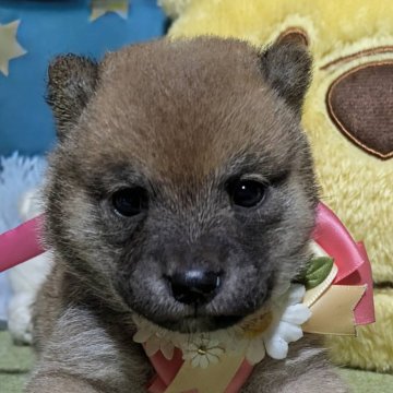 柴犬(豆柴)【岡山県・女の子・2025年7月28日・赤】の写真「当犬舎1歳になったときのサイズ保証あり」
