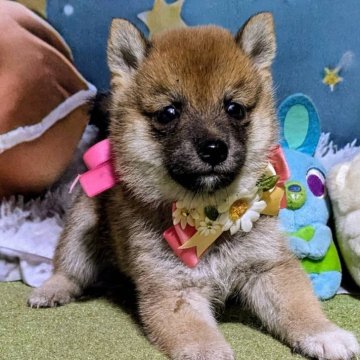 豆柴【岡山県・女の子・2025年7月5日・赤】の写真「可愛い4兄妹で、産まれました😃」