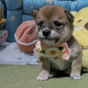 柴犬(豆柴)【岡山県・女の子・2025年7月26日・赤】の写真「可愛い豆柴ちゃんです」