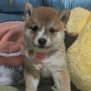 豆柴【岡山県・女の子・2025年8月16日・赤】の写真「小さな国宝 舞台に咲く豆柴ちゃん」